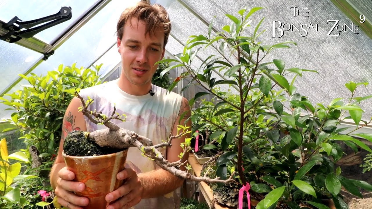 Bench Tour at Connors, Part 4, The Bonsai Zone, Aug 2022