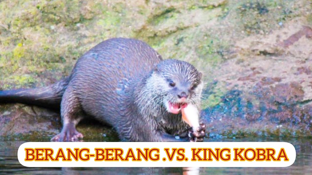 HEWAN BERANG-BERANG VS KING KOBRA ⁉️