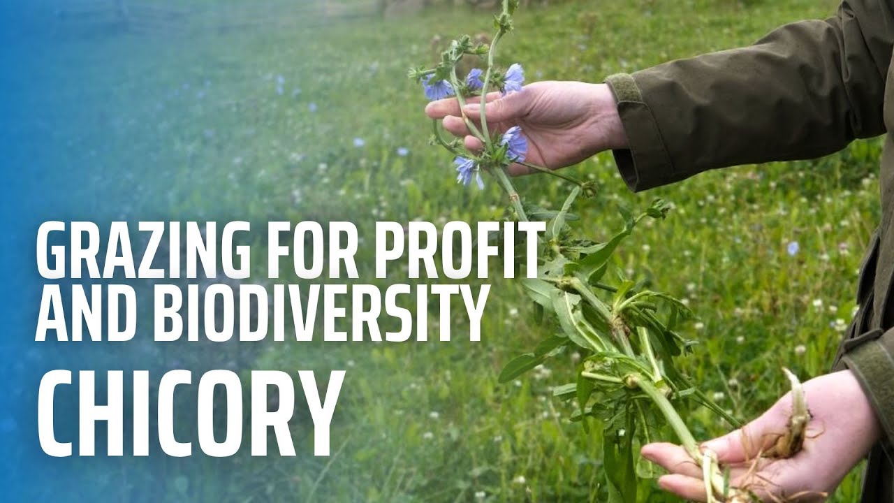 Grazing for Profit and Biodiversity - Chicory