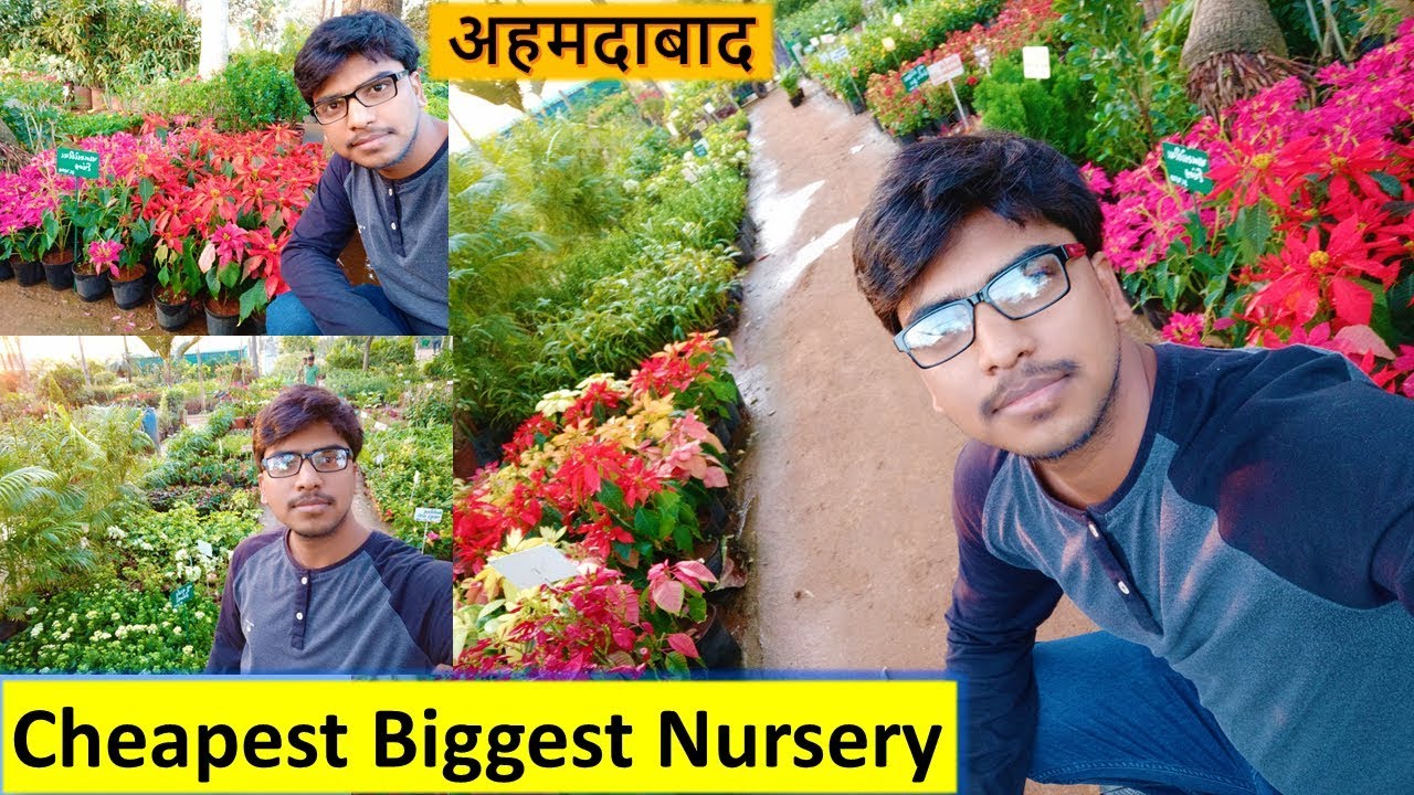 Buy Flower Plants Cheapest Biggest Nursery in Ahmedabad - मधुवन नर्सरी