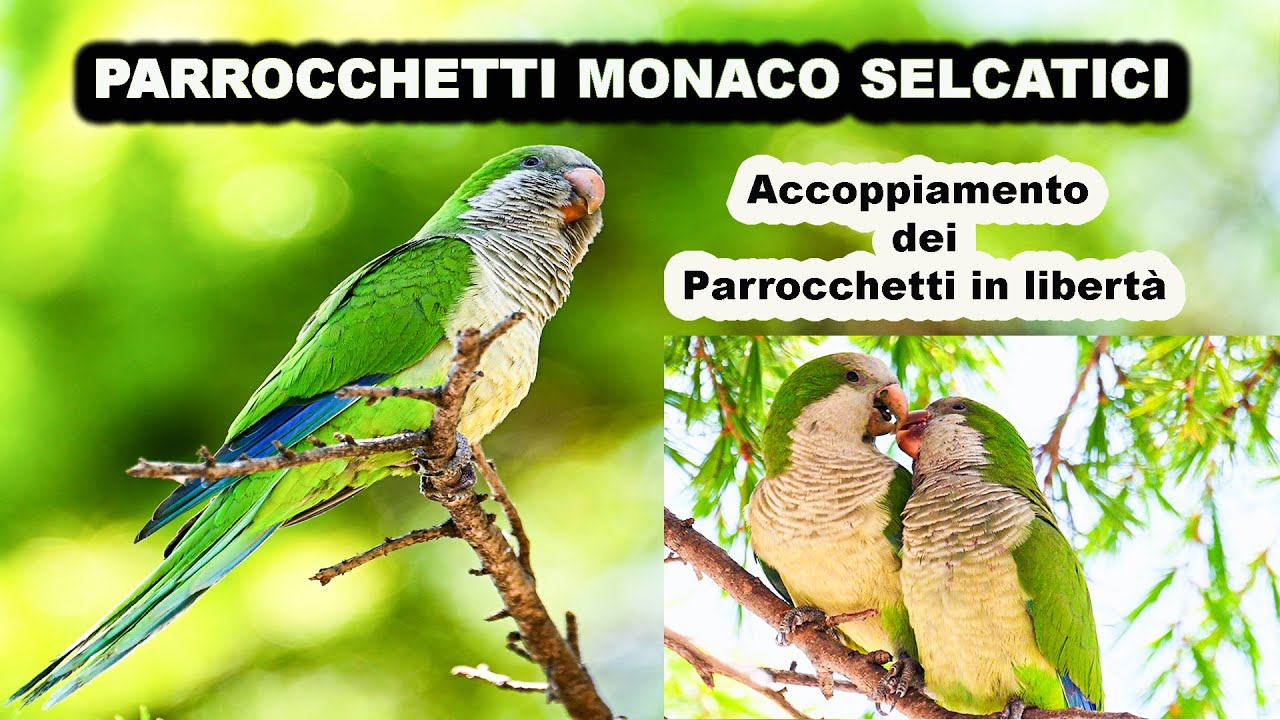 Incredibile! Colonia di Parrocchetti Monaco selvatici si riproduce in città #parrocchettomonaco