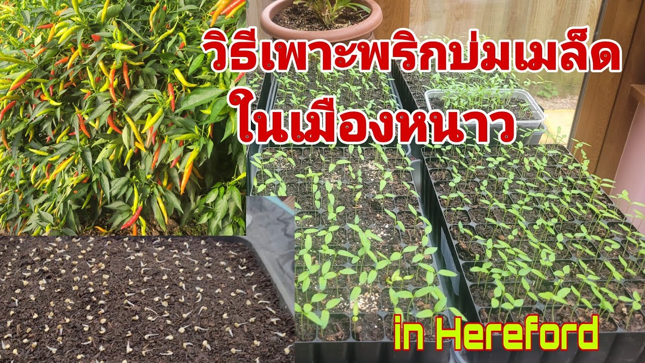 วิธีเพาะพริกบ่มเมล็ดพริกในเมืองหนาว in Hereford #ผักไทยในต่างแดน #คนไทยในต่างแดน #chili