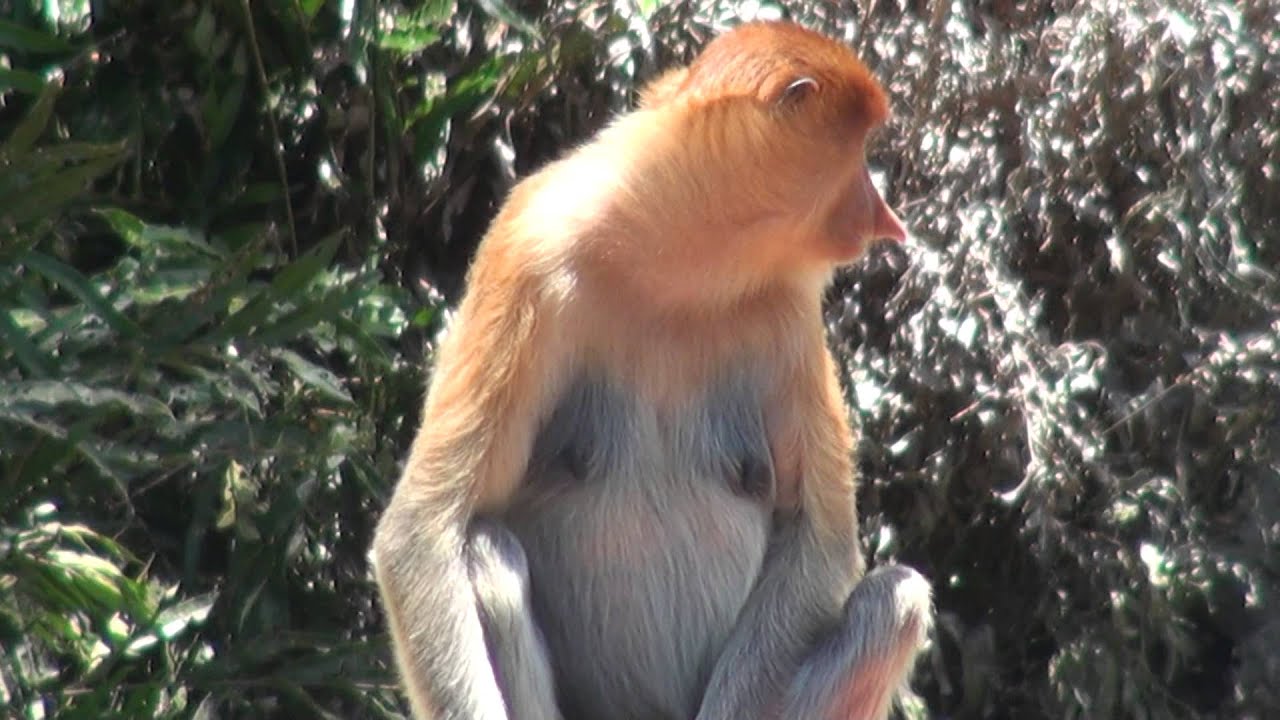 MONKEY BUSINESS (Proboscis,Sabah,Malaysia,Borneo)