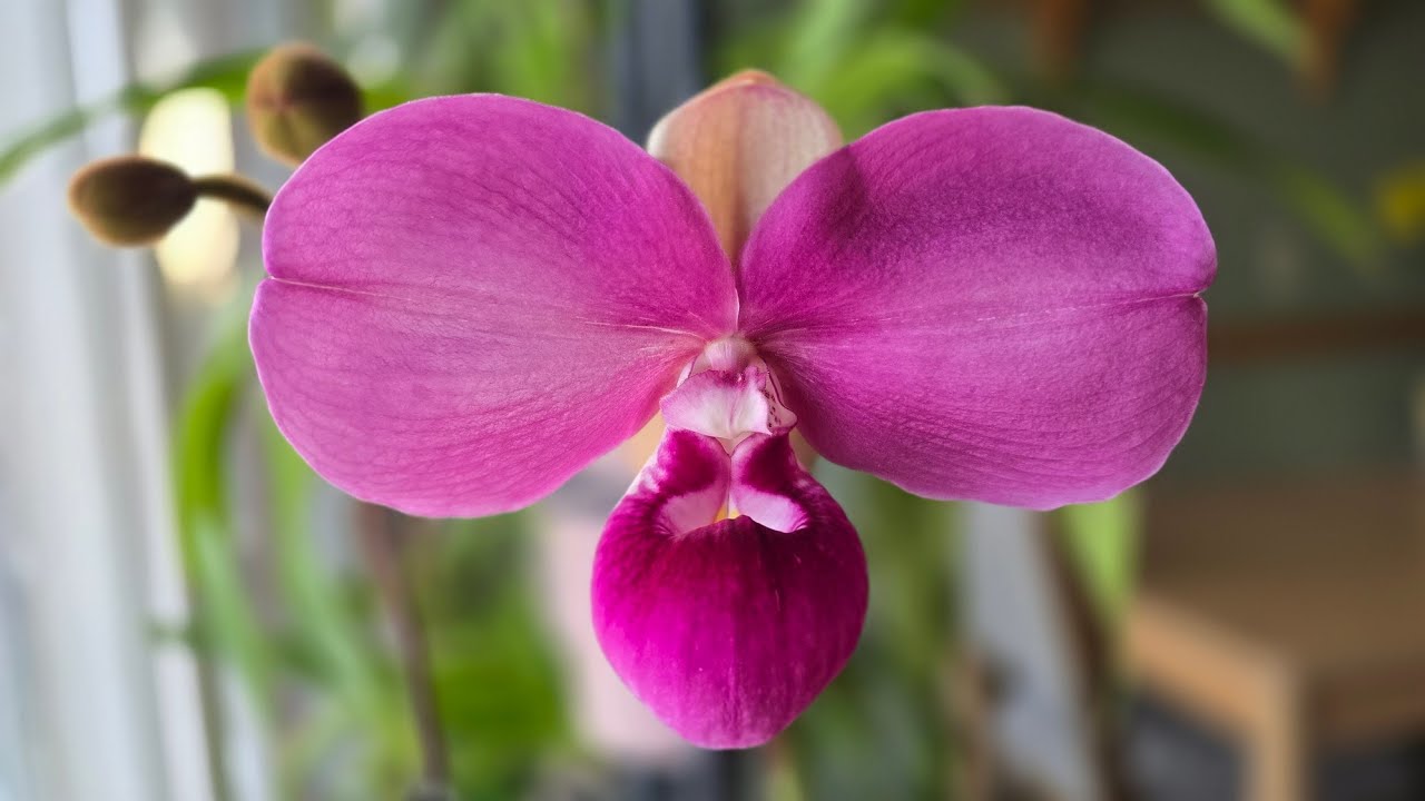 Sophie's Garden 圣杯兜兰 Phrag. kovachii 