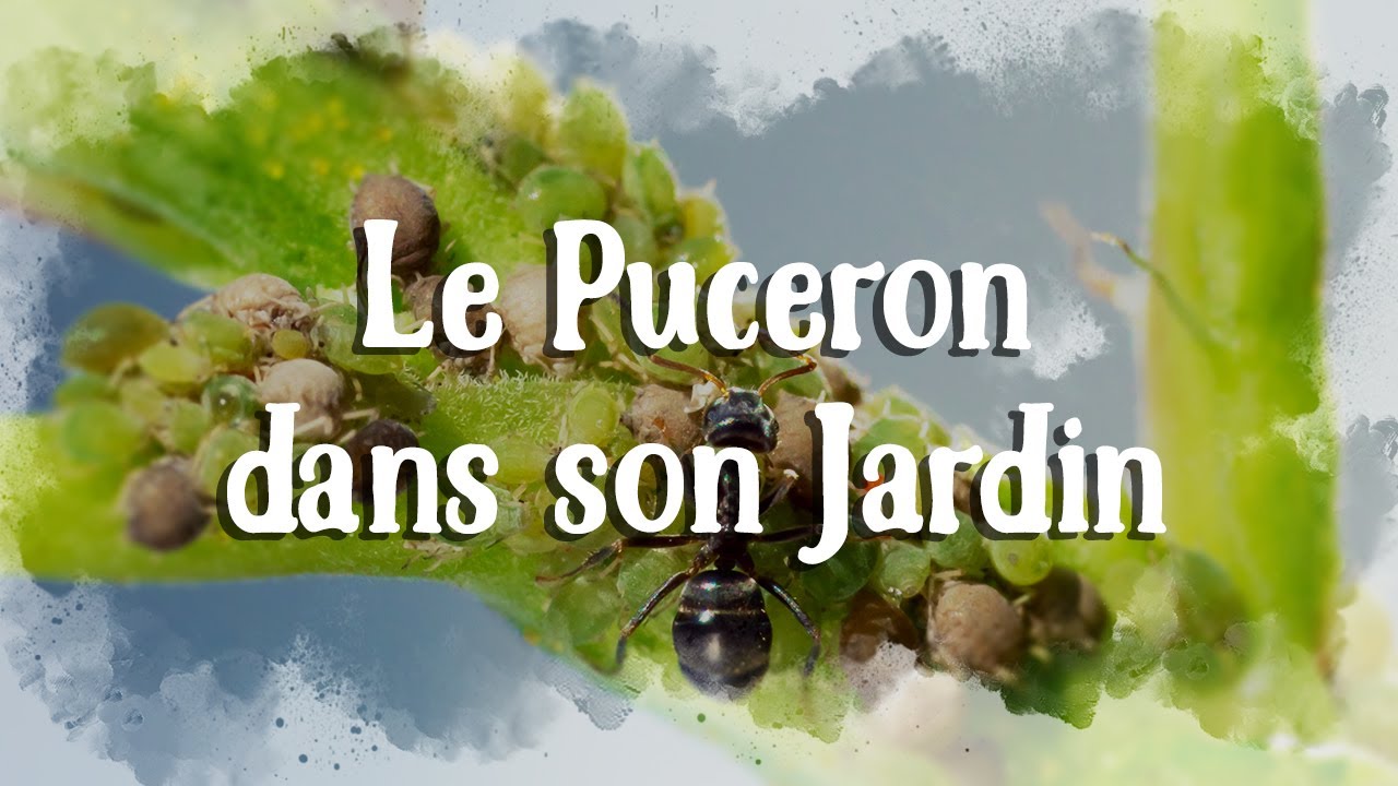 Comment se débarasser des pucerons dans la serre et au jardin naturellement?