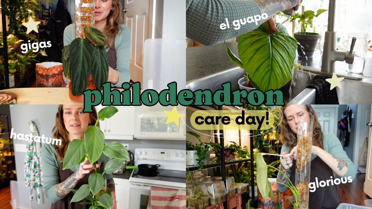 🌿 big philodendron chore day!! 🌿 repotting, propagating, & caring for some of my favourite plants