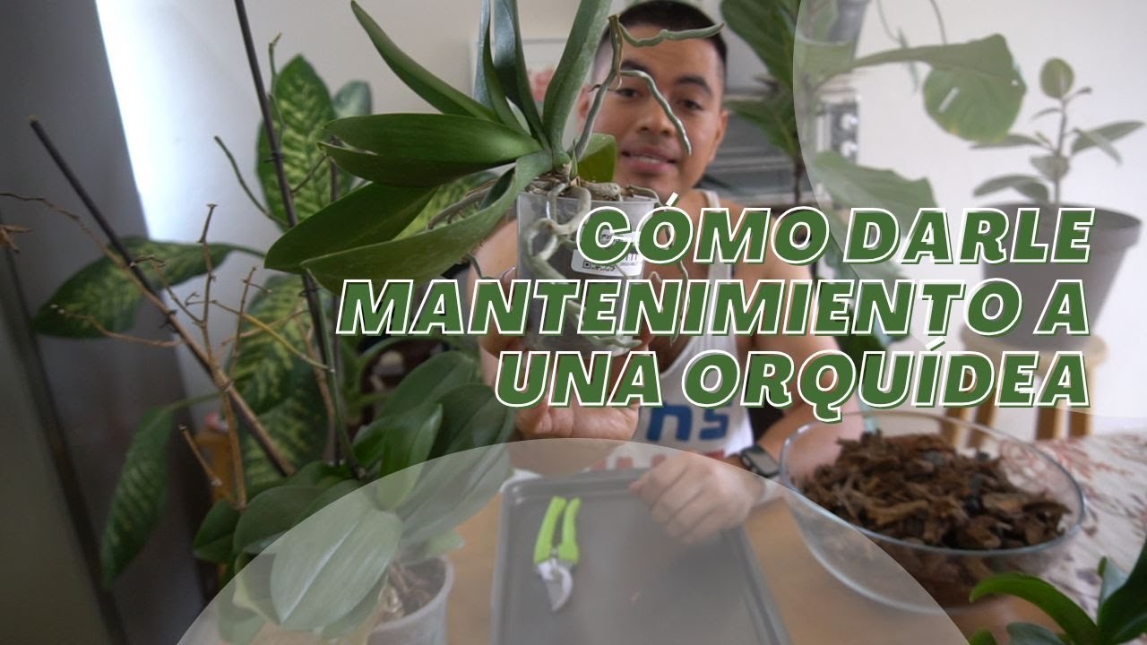 Cómo darle mantenimiento a una orquíidea
