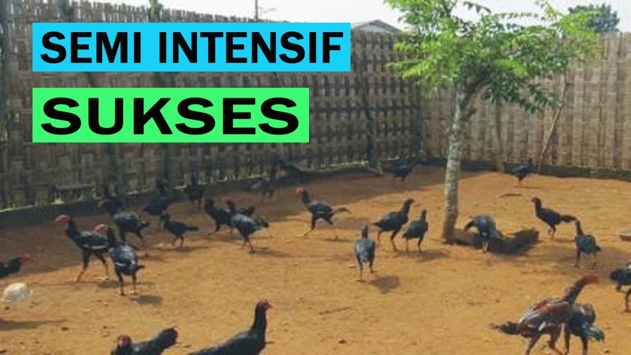 Ternak Ayam Kampung Pemula Semi Intensif [CARA & PANDUAN] Lengkap