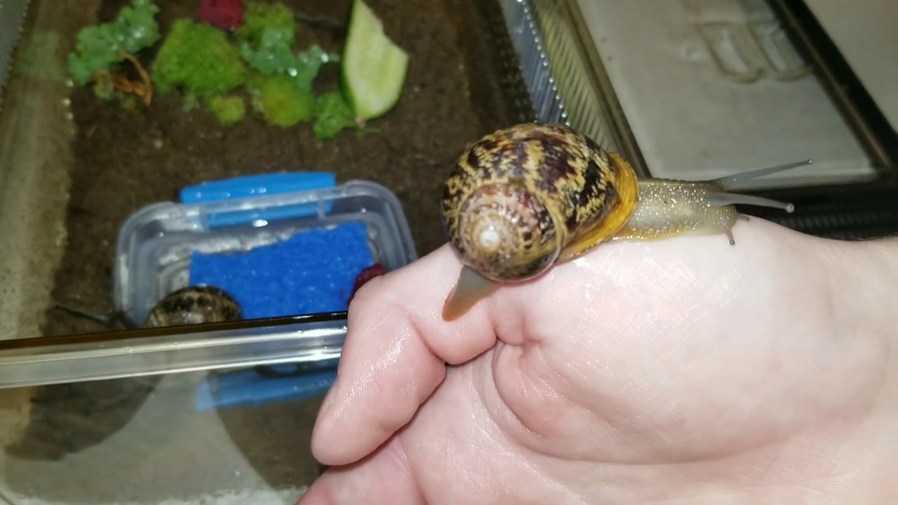 My Pet Helix Snails (Helix Aspera) How to care for, Make Good Pets