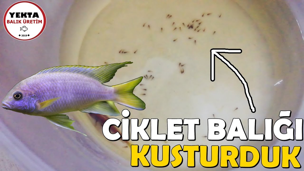 Ciklet Balığı KUSTURMA ! (Iceman, Sarı Prenses)