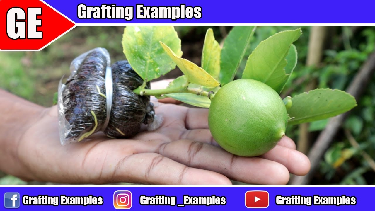 Genius Idea To Making Mini Citrus Tree by Air Layering