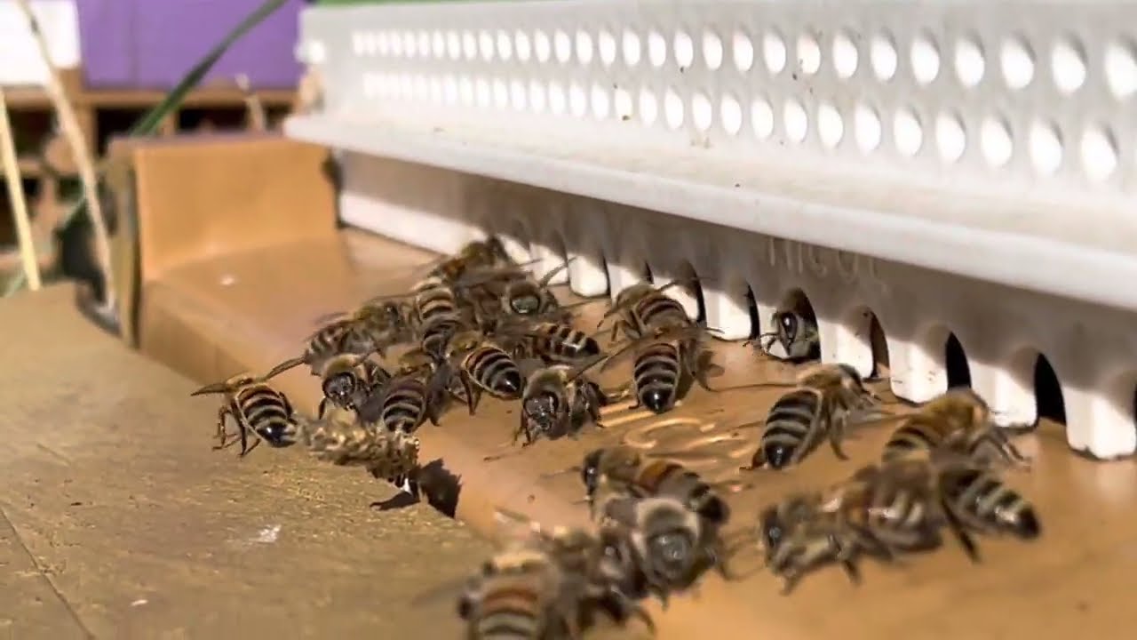 🐝Essaimage en Direct le 7 Novembre 2022🐝