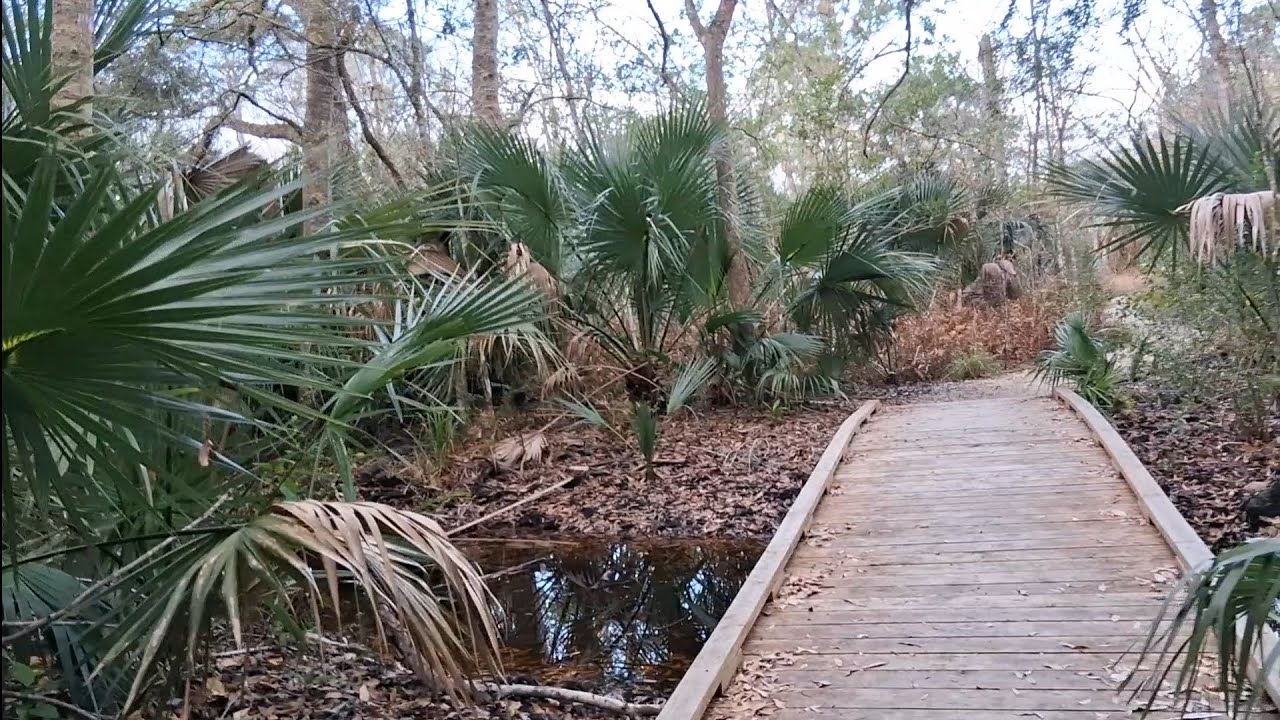 Florida Trails in the morning. Oak Hammick Trail. 