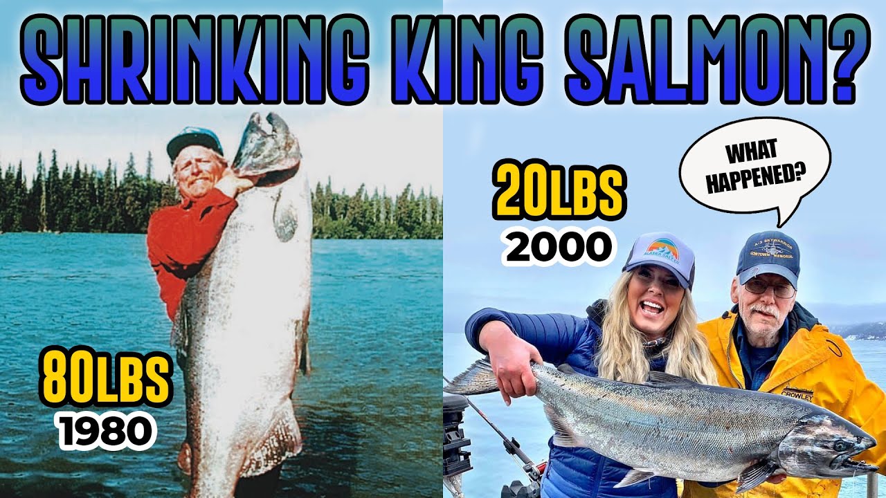 DOCUMENTARY-Why do Kenai River King Salmon keep Getting Smaller??