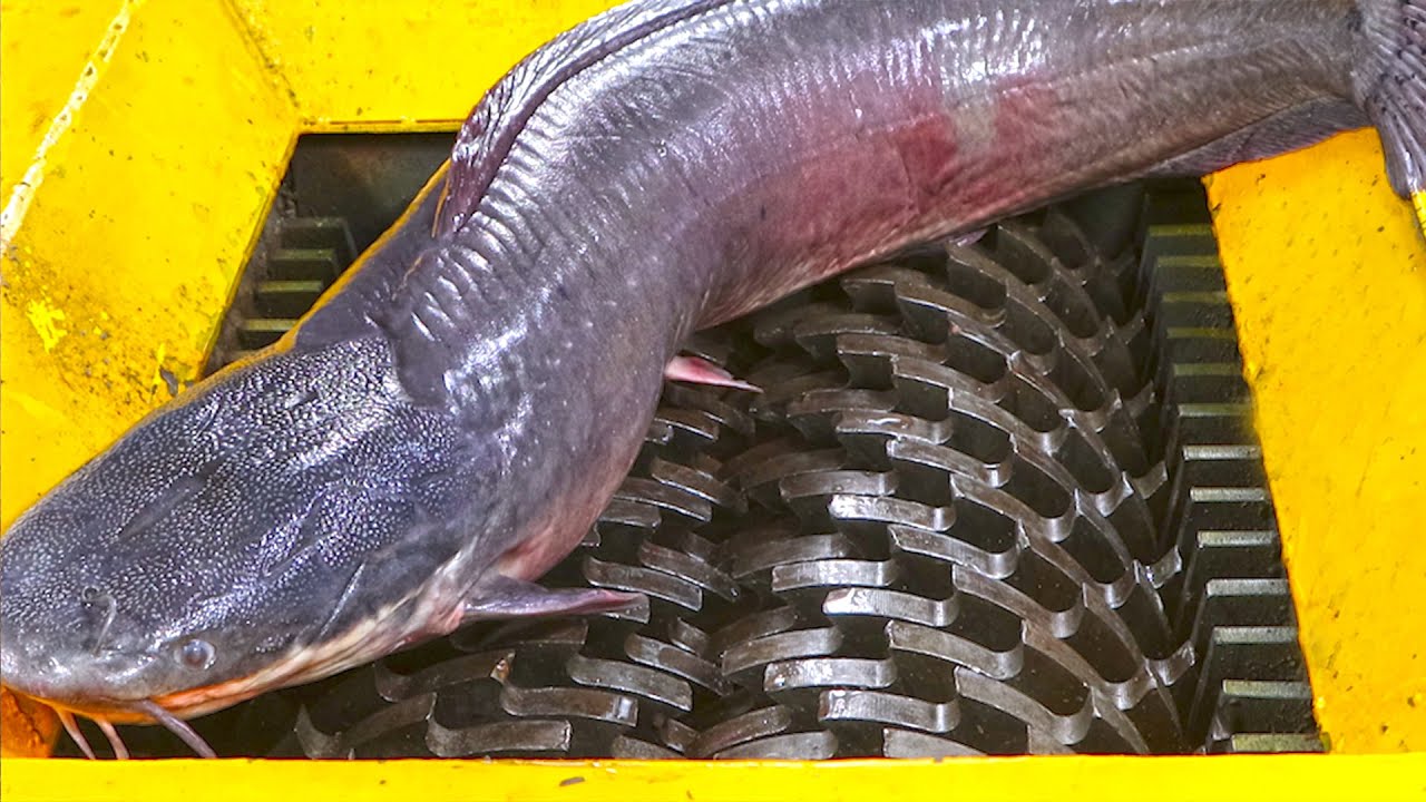 A great experiment, six catfish VS shredder!