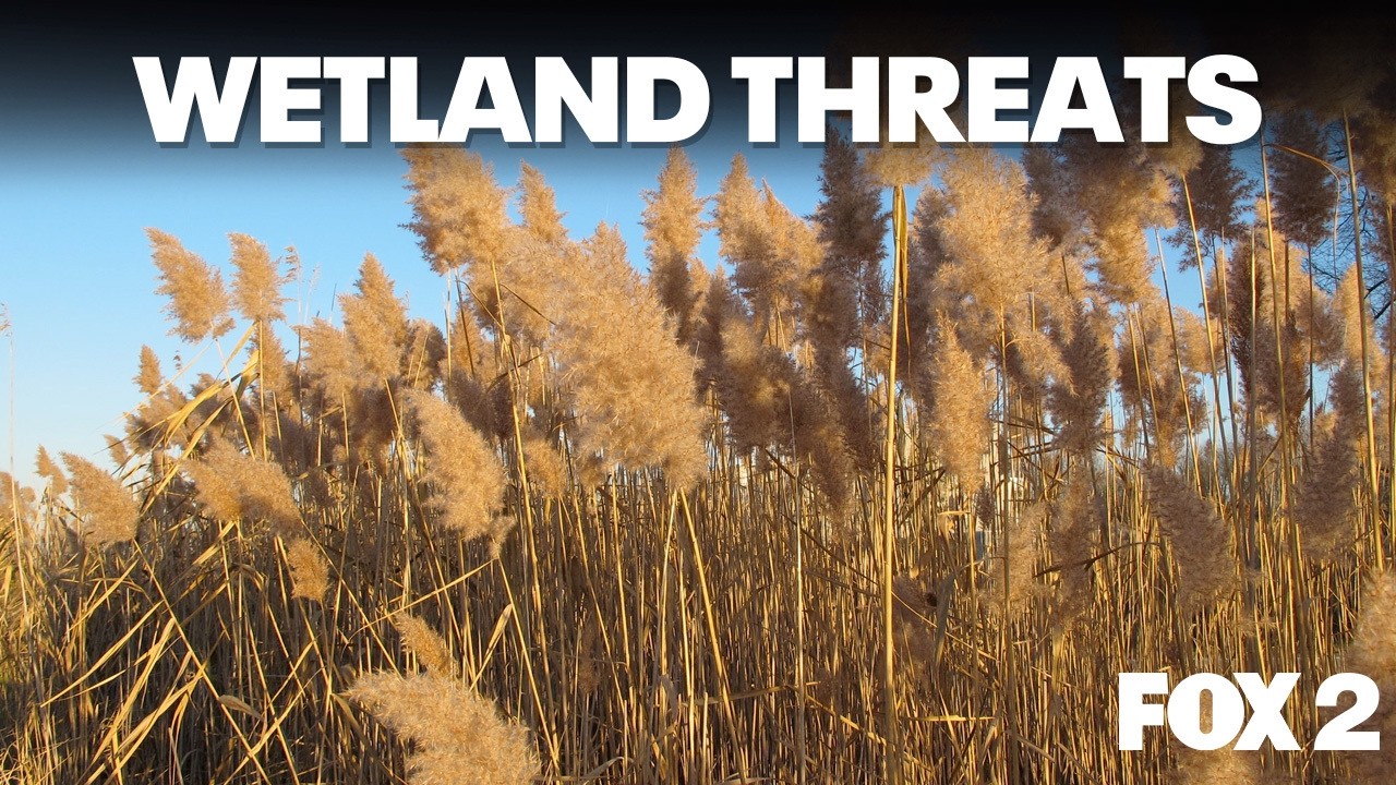 Muskrats, phragmites, and the perils Michigan wetland face | Brother Nature
