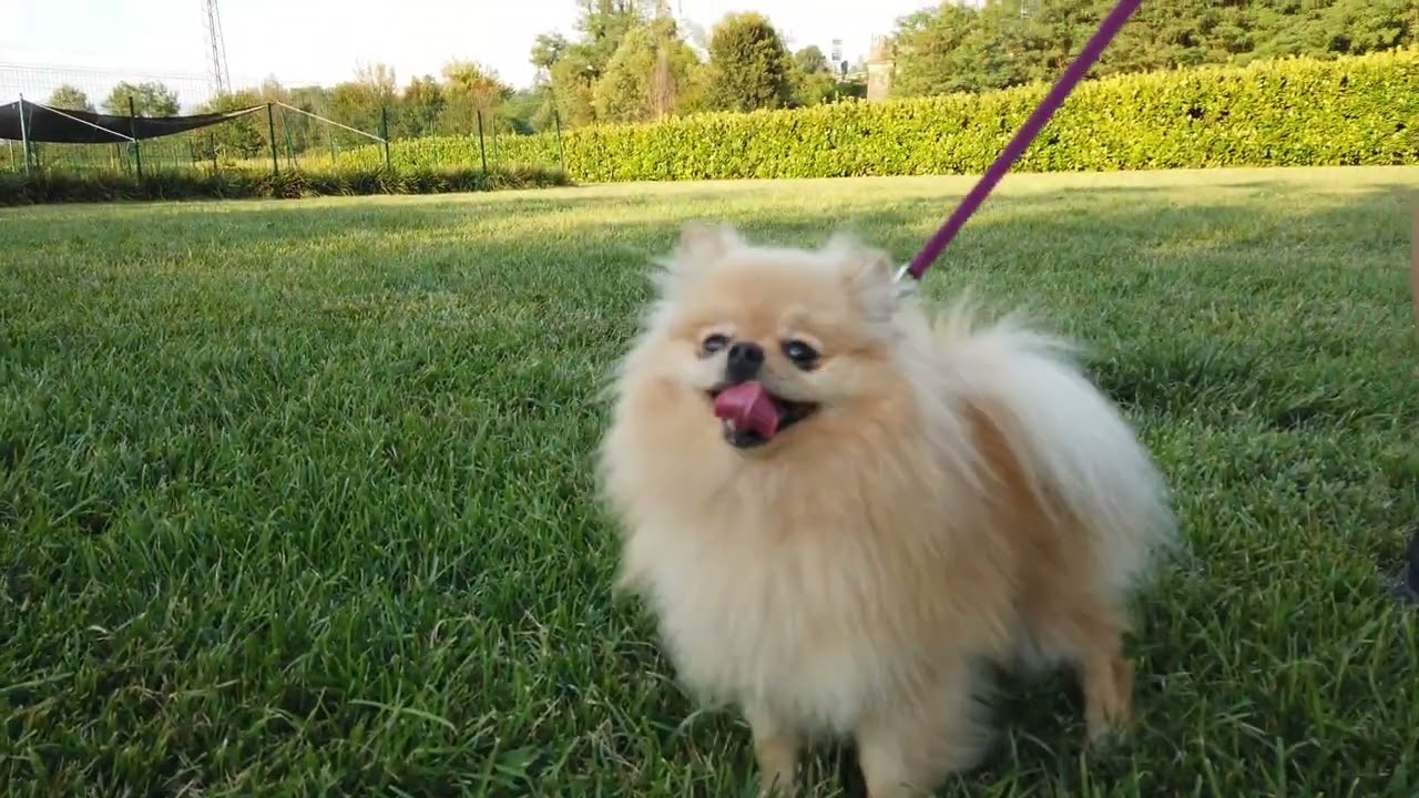 University dog Lomagna (LC)