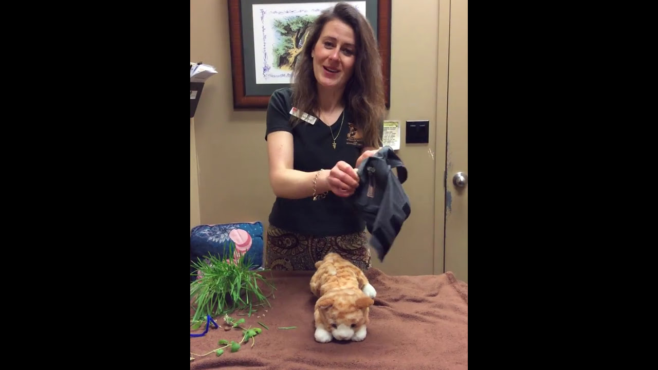 Calgary Veterinarian talks about Thunder shirt and Fear Free cat appointments