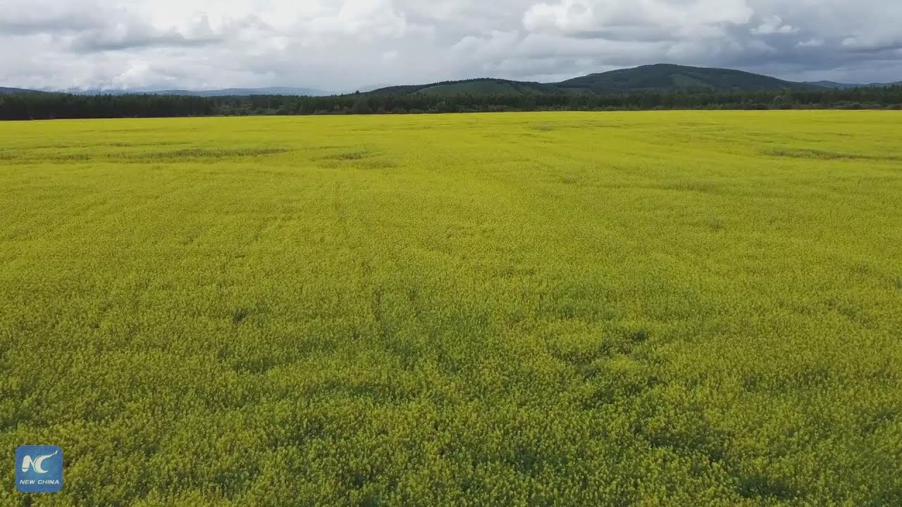 Rapeseed flowers in full bloom in north China