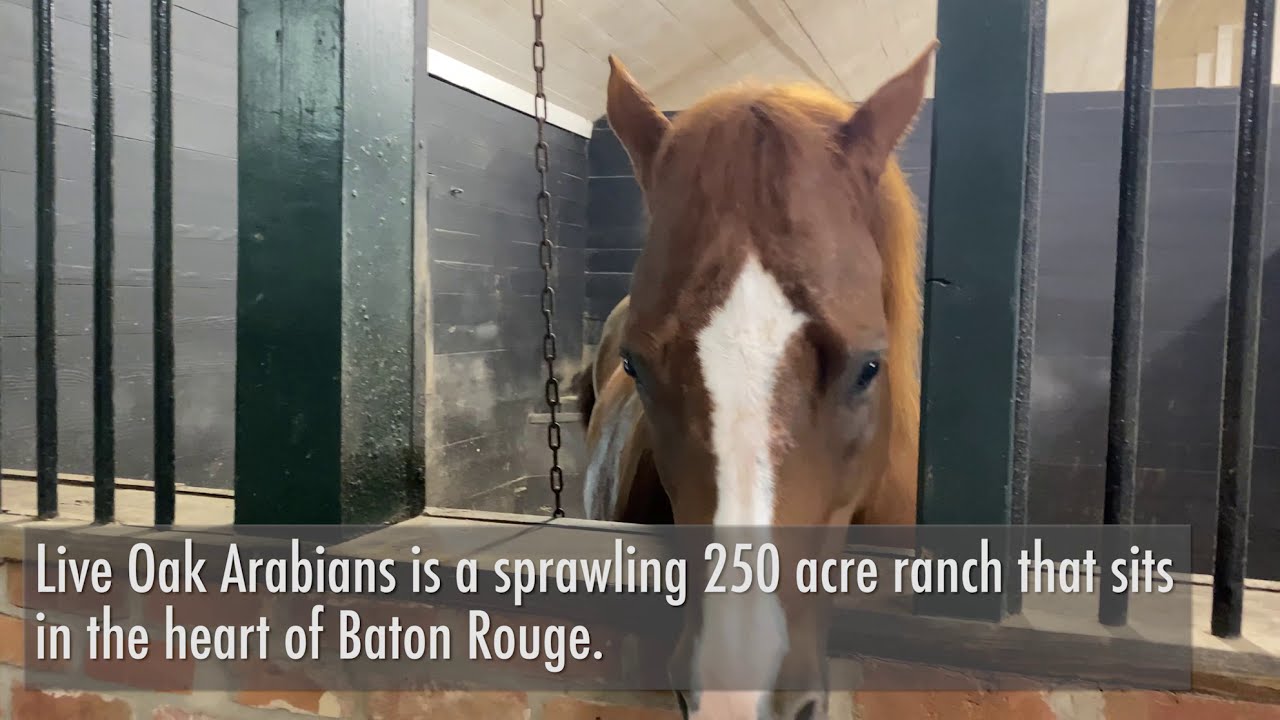 Behind the Scenes with inRegister at Live Oak Arabians