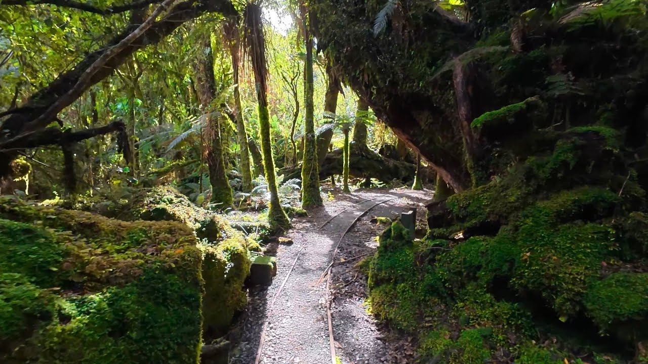 4K Relaxing Forest Walk | No Talking Nature Ambience