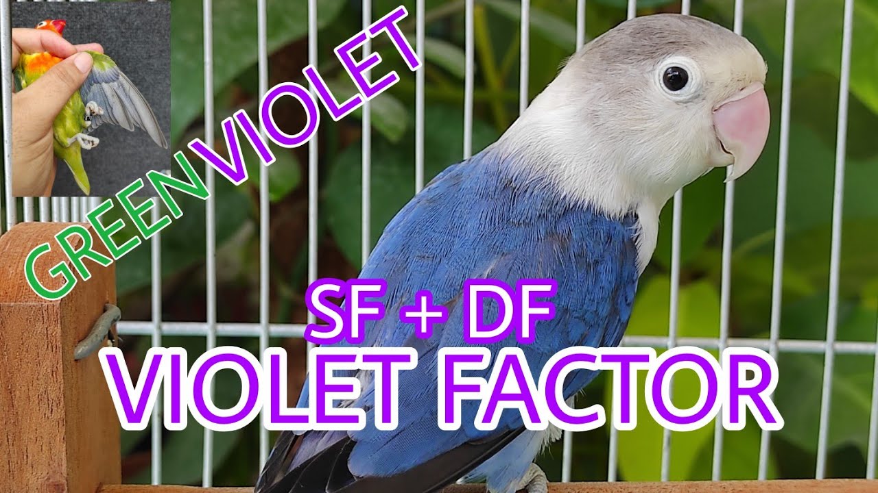 VIOLET FACTOR | DF VIOLET | SF VIOLET | GREEN VIOLET