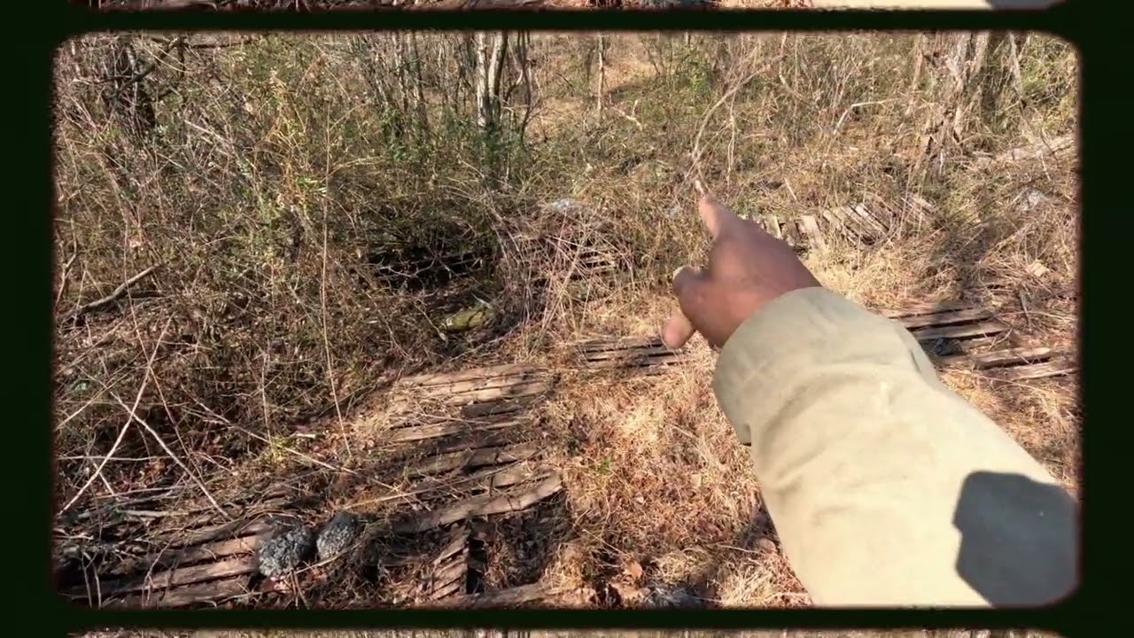 RABBIT HUNTING WITH LARGE WEIR CREEK BEAGLES 