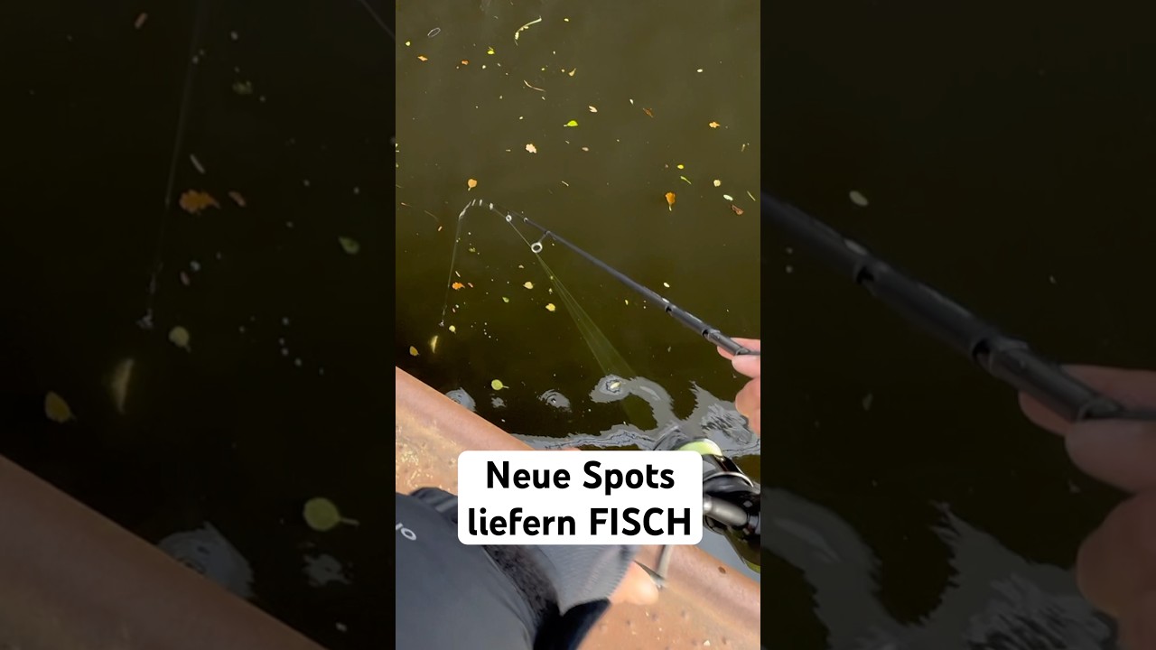 NEUE Spots liefern FISCH 🎣 | Angeln im Herbst 🍂 | #angeln #barsch #barschangeln