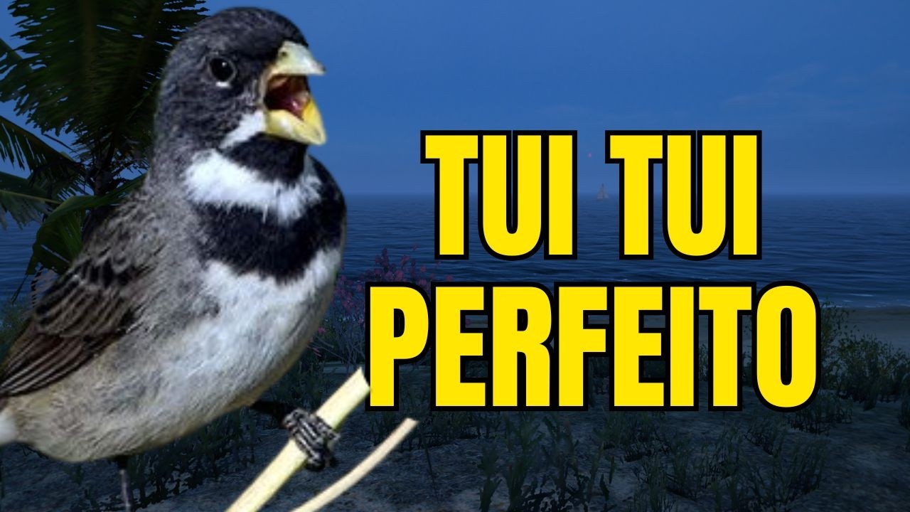 CANTO DO COLEIRO TUI TUI PERFEITO PARA ESQUENTAR COLEIRO E ENSINAR COLEIRO E PAPA CAPIM PARDO