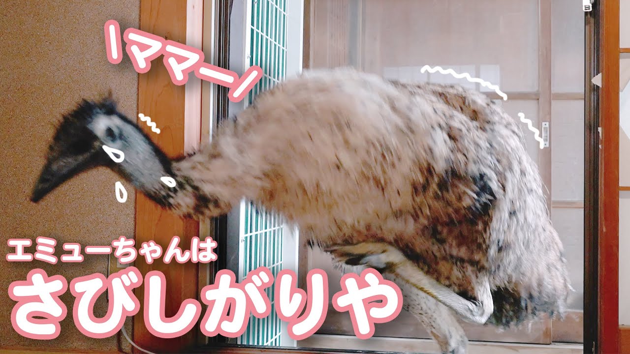 飼い主と離れたくない！外にだしても部屋に戻っちゃうエミューがかわいい