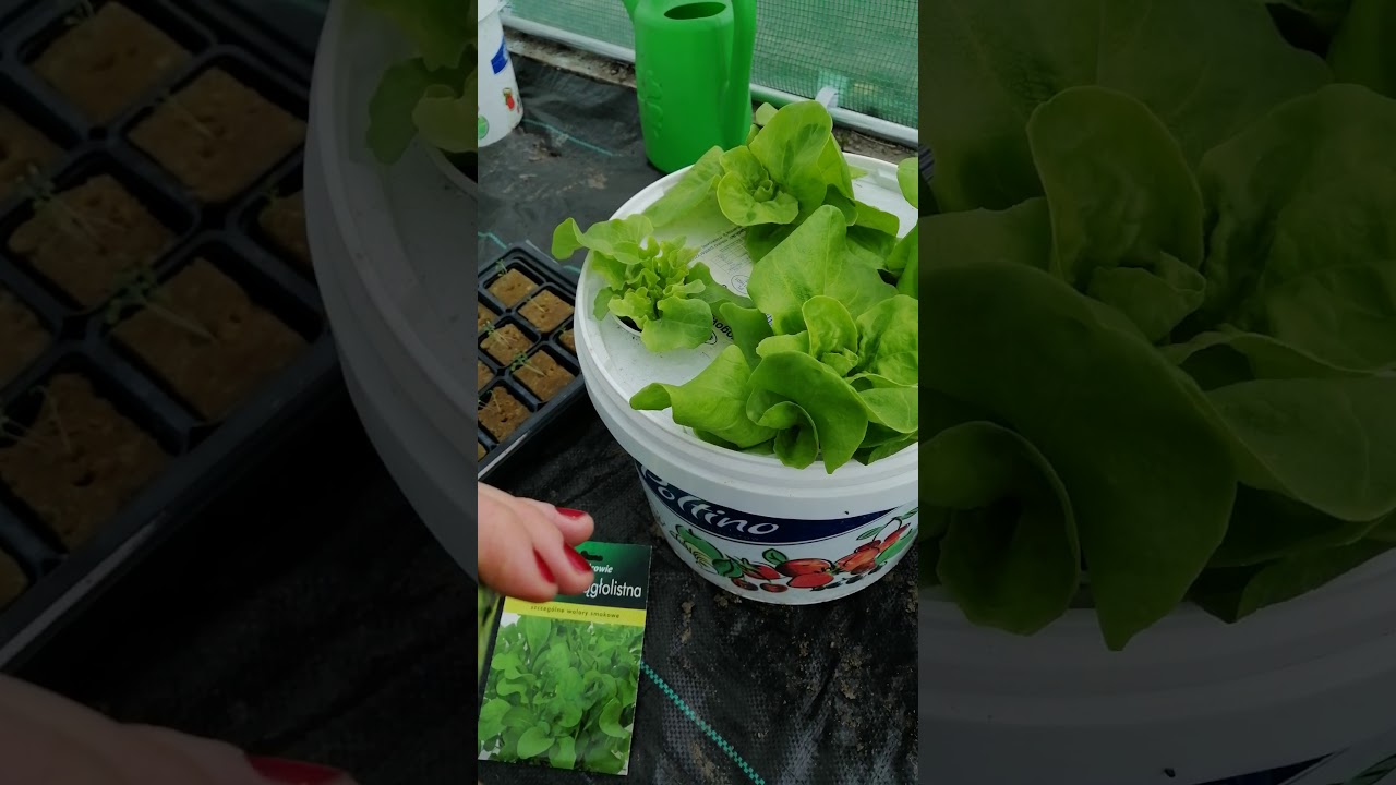 Uprawa sałaty. Od nasionka do dojrzałej rośliny. Hydroponika