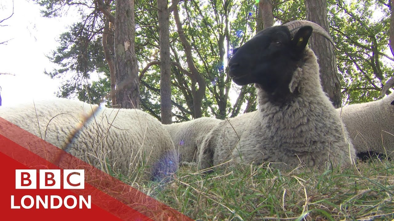 Sheep on Hampstead Heath - BBC London