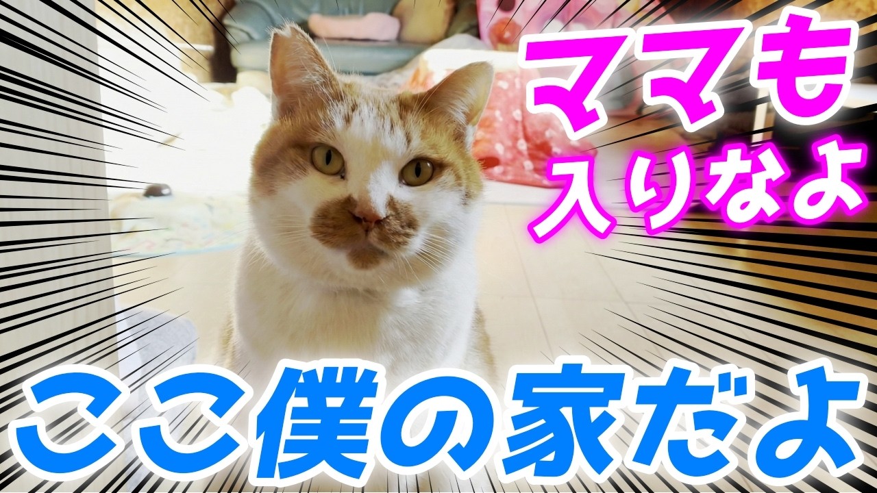 自分の家にママを呼ぶ庭子猫君！「入っていいよ」が可愛すぎた！［三毛猫家族のお家訪問］