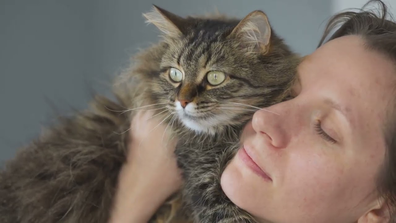 Try not to laugh cats 