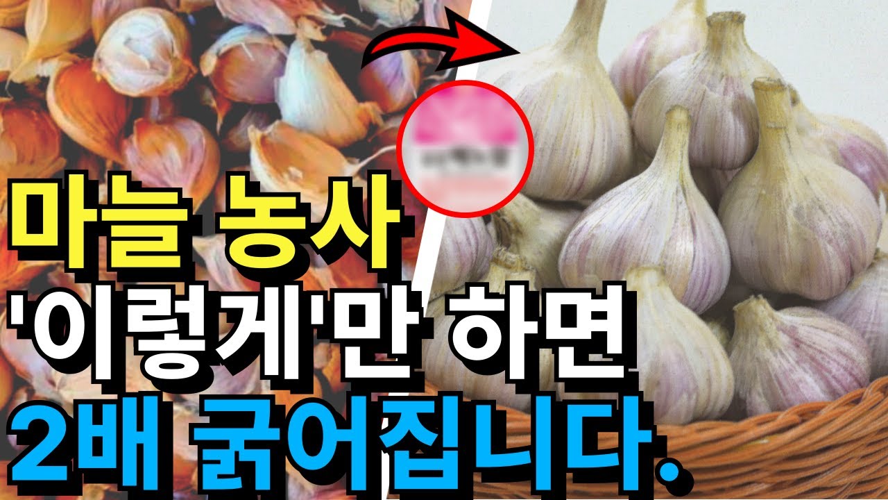 마늘 심는 시기 방법. 종구소독 파종 실패없이 싹 트는 방법