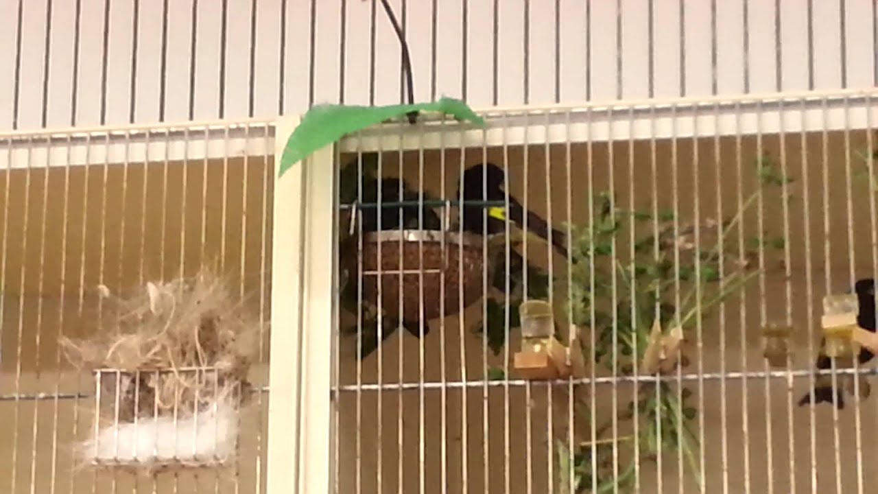 Schwarzzeisig Black siskin  Carduelis atrata feeding at 0:30