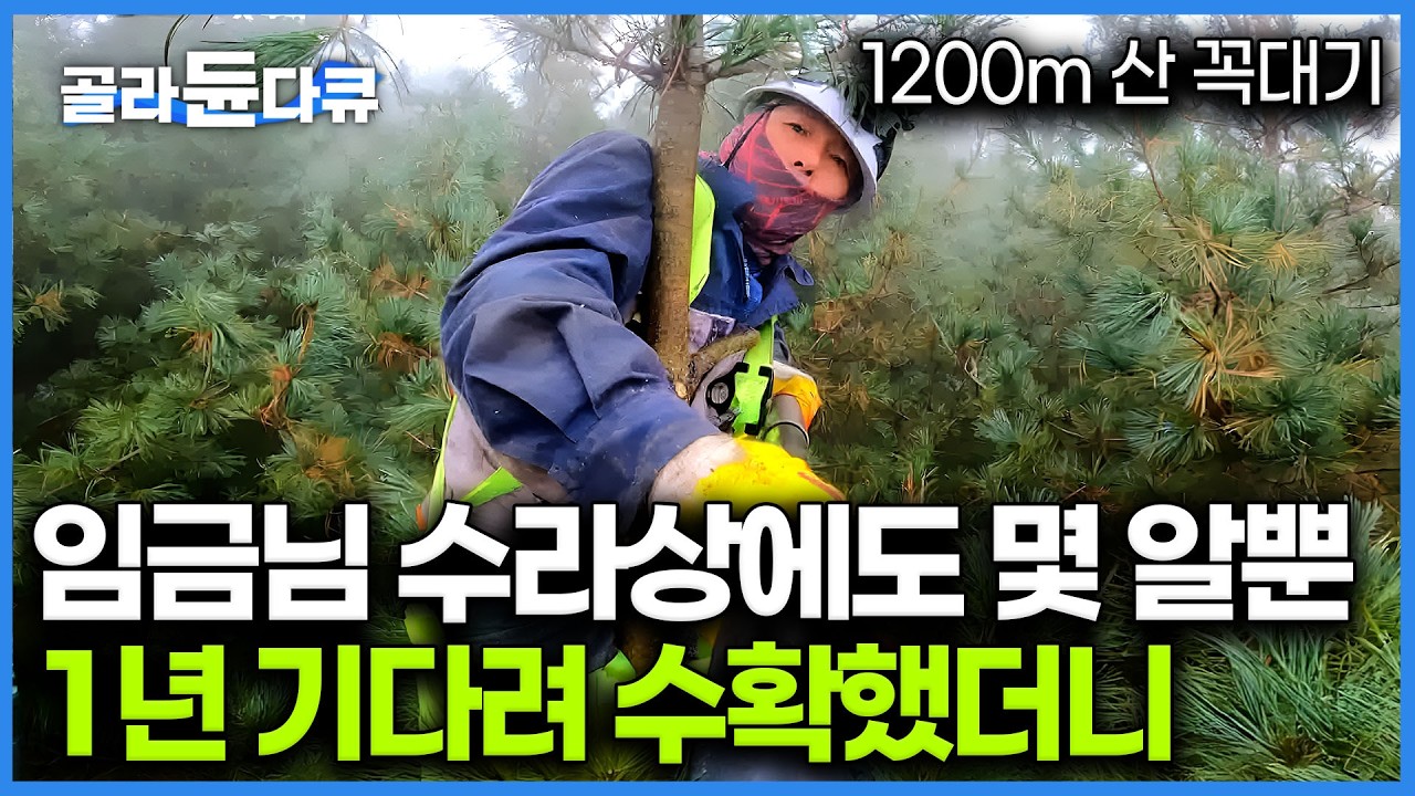 1kg당 십오만원 훌쩍 넘는 귀한 견과류｜조선시대 때보다 더 구하기 힘들거라는데 수확작업도 극악이다｜나무꼭대기 에서만 열리는 잣따기｜극한직업｜#골라듄다큐