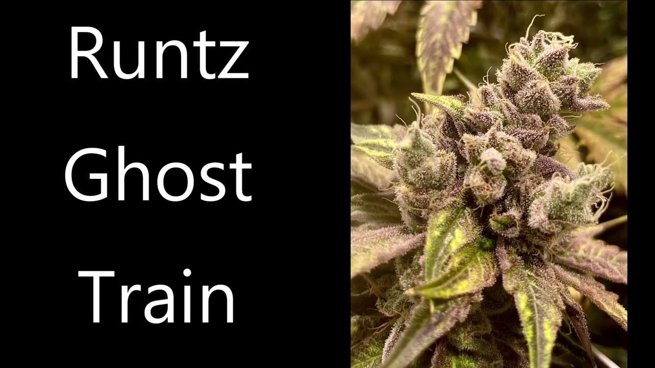 Rare Dankness New Strains 2023