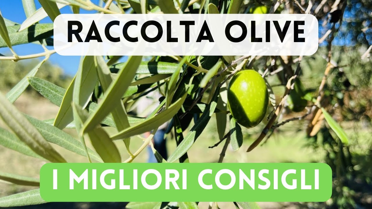 RACCOLTA OLIVE: I MIGLIORI CONSIGLI per un olio EVO di qualità | VLOG