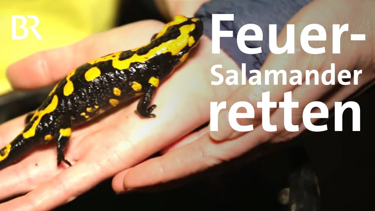 Tierrettung im Wald: Feuersalamander vorm Aussterben | Zwischen Spessart und Karwendel | BR