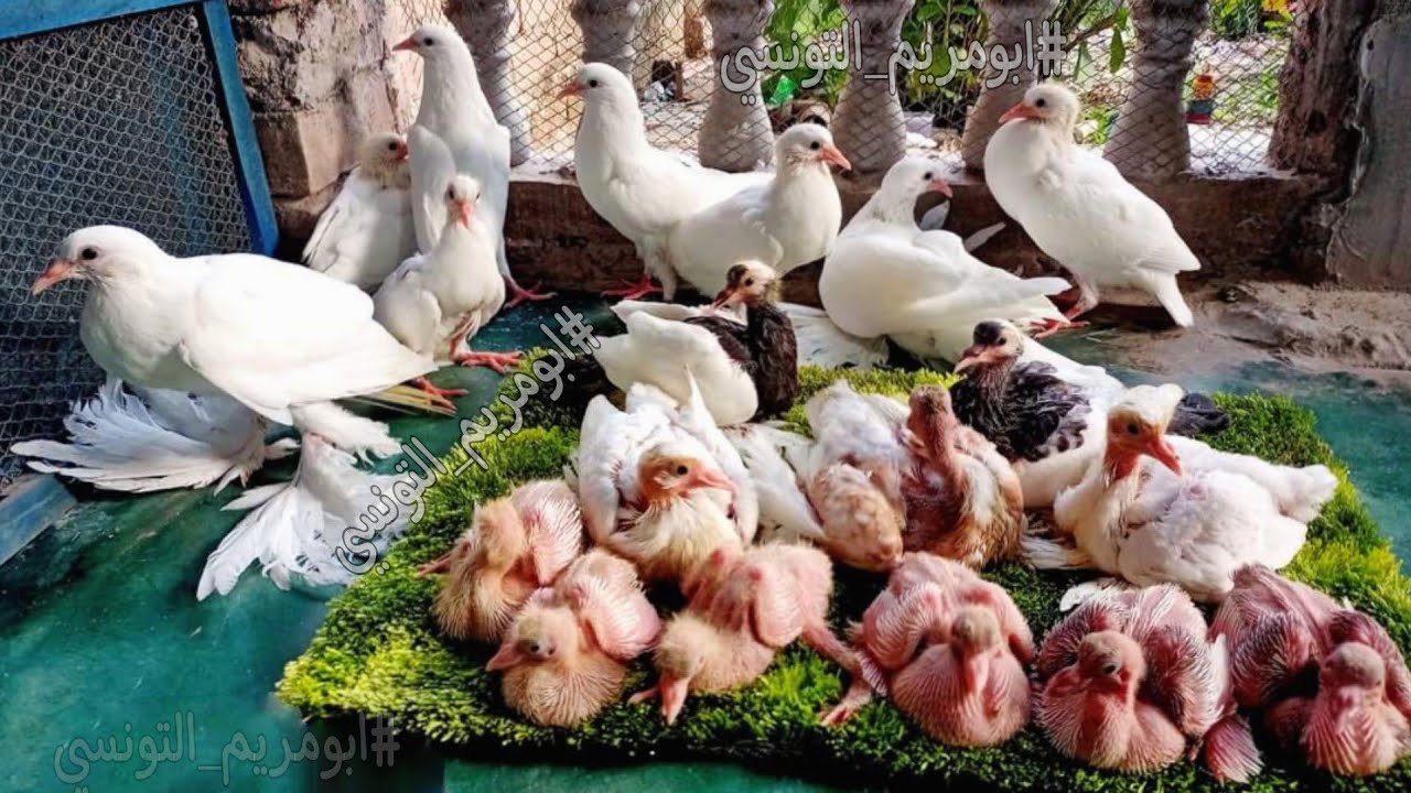 تعلم الانتاج المكثف من الحمام | وازاي تحضن بيض الحمام تحت الحمام العطال او اللي مريح