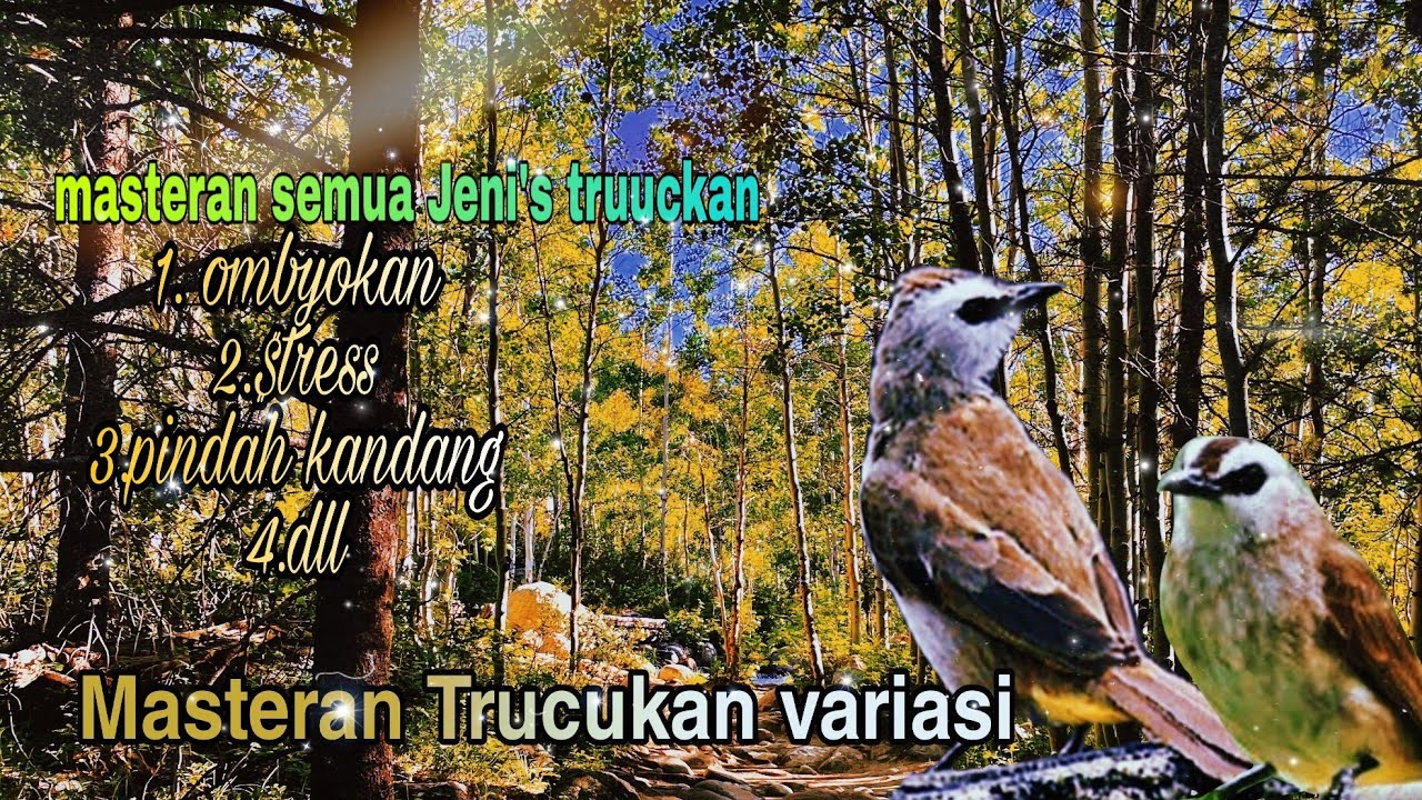 Pancingan trucukan  Perangsang trucuk bahan - ombyokan dan macet bunyi agar cepat gacor