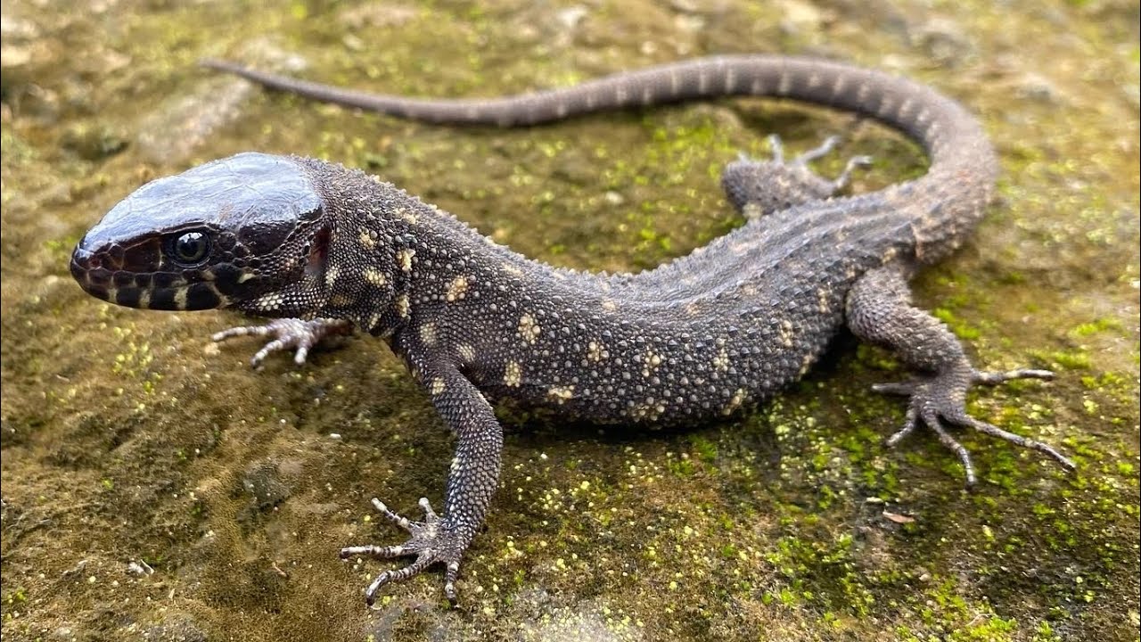 Looking for 10+ Lizard Species in Panama