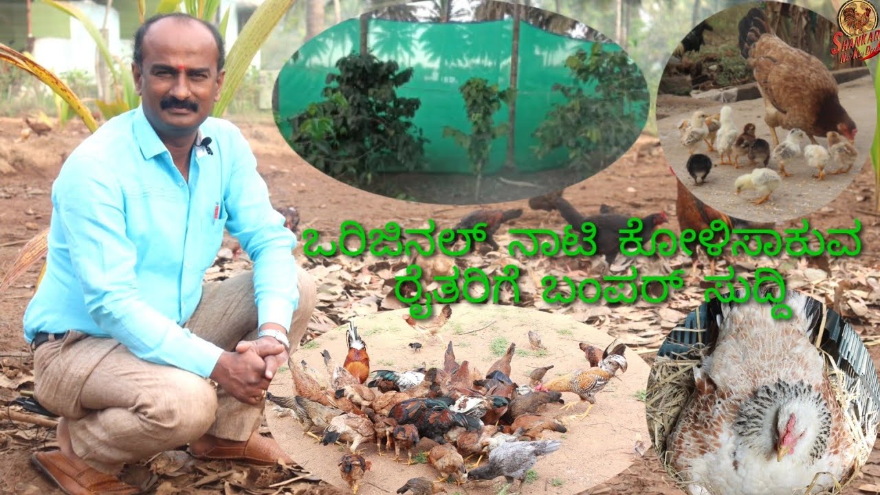 ಒರಿಜಿನಲ್ ನಾಟಿ ಕೋಳಿ ಸಾಕುವ ರೈತರಿಗೆ ಬಂಪರ್ ಸುದ್ದಿ         for nati koli farmers bumper news