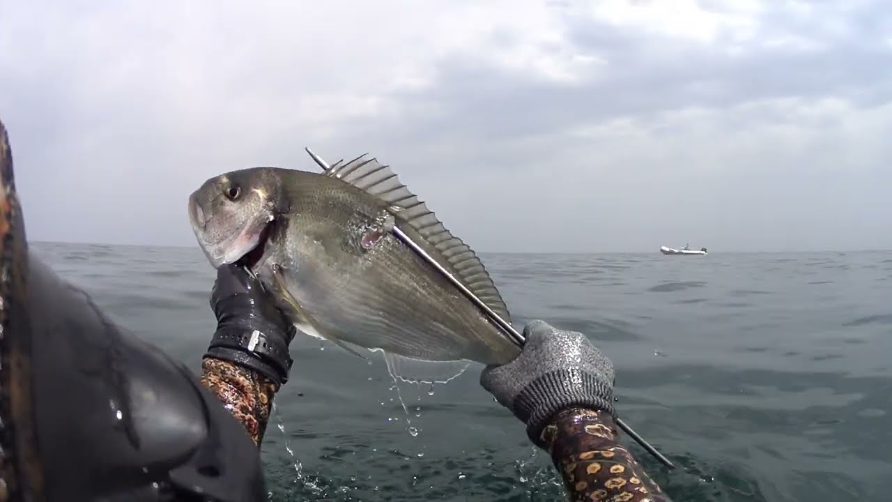 Prima pescata con le nuovissime pinne Salvimar Speeder Carbo. Spearfishing