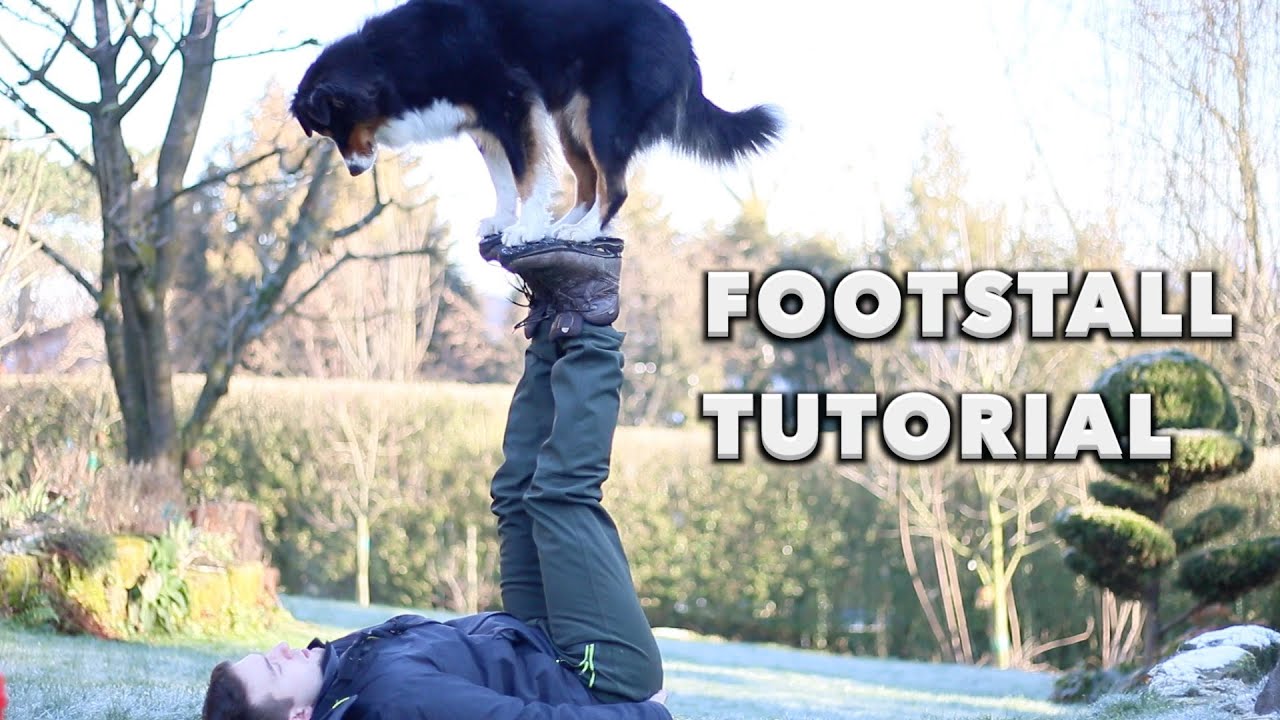Footstall Tutorial - Gestrecktes Bein - Beeindruckender Hundetrick Australian Shepherd