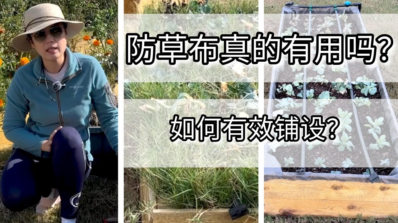 亲测防草布铺设方法 ｜ 解决花坛杂草问题的新尝试 #杂草控制 #花坛杂草 #防草布 #园艺教程 #GardenTips