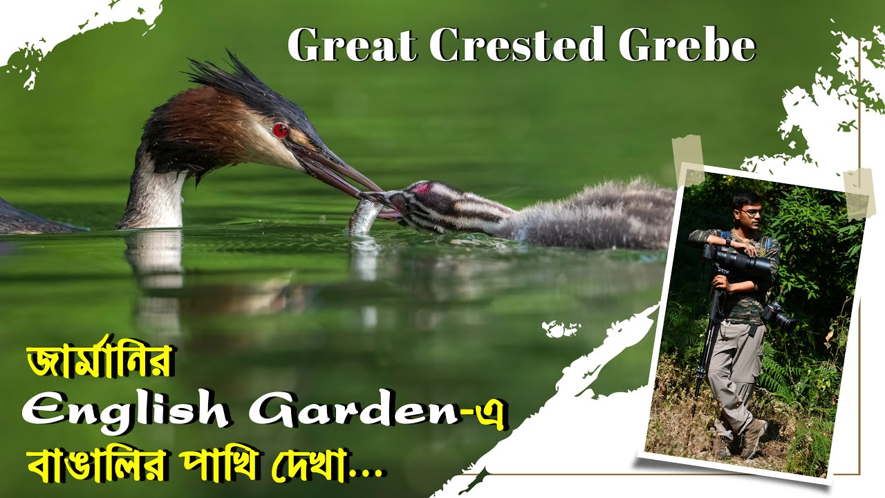 Bird Watching in Munich, Great Crested Grebe with babies