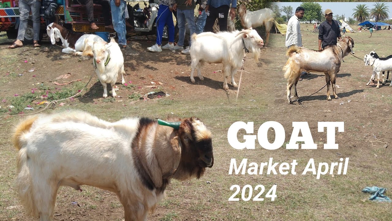 Gandhi Nagar bakra mandi 2024 | Bakra Bazar | Bhopal bakra mandi latest video April 2024