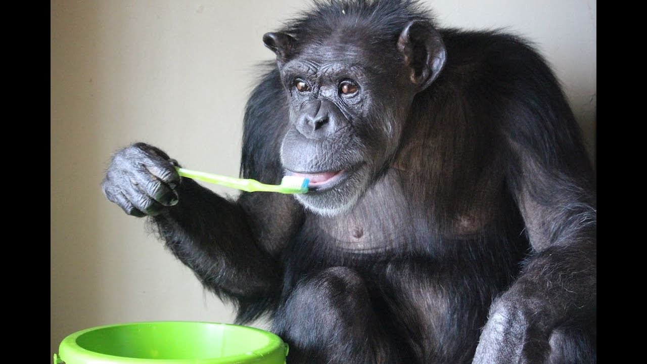 Baby CHIMPS - Animal or Human & Freedom or Detention?
